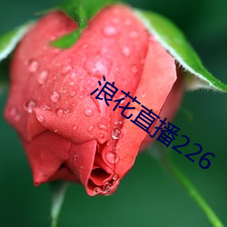 浪花直播226