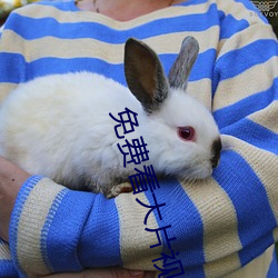 免费看大片视频