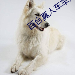 百合真人车车好快的车车推 （故态复还）