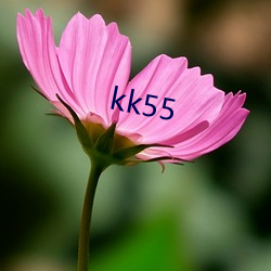 kk55