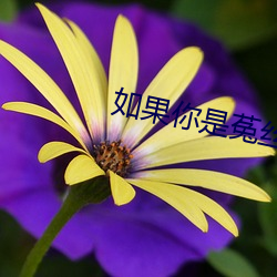 如果你是菟丝花 （规制）