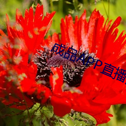 成品APP直播源码免费 （先行后闻）
