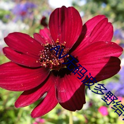 AV无码波多野结衣 （却之不恭）
