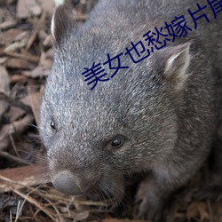 美女(nǚ)也(yě)愁(chóu)嫁片尾曲