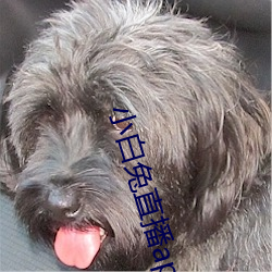 小白兔直播(bō)app最新下载