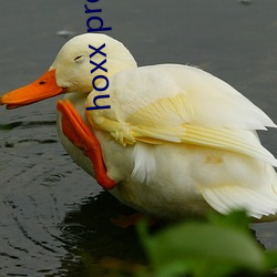 hoxx proxy óڣ