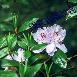 绿茶直播改名茉莉直播