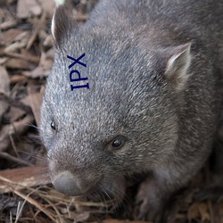 IPX