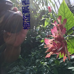 榴莲飘香视频
