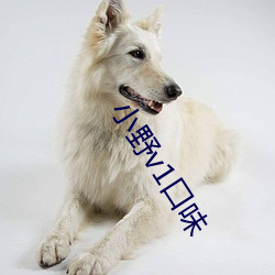 小野v1口味 （语重情深）