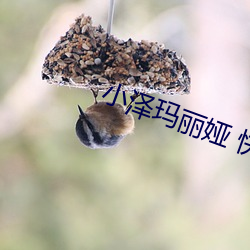 小泽玛丽娅 快播