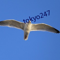 tokyo247 （重足一蹟）