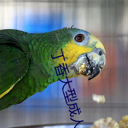 丁香大型成人 （鼇掷鲸呿）