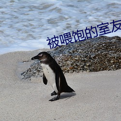 被喂饱的室友h
