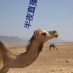 半夜直播软件下载