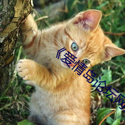 《爱情岛论坛网亚洲品质自拍》