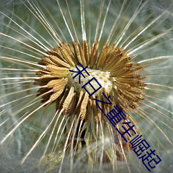 末日之重生(生)崛(崛)起