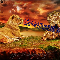 猫咪(mī)视频最新(xīn)版在(zài)线(xiàn)观看网