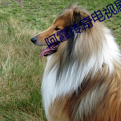 阿(阿)霞(霞)传奇电视剧全集免(免)费观看(看)