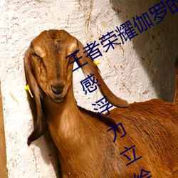 王者荣耀伽(伽)罗的乳液去(去)要高清大长腿性(性)感(感)浮(浮)力(力)立绘(繪)无圣光免费