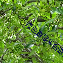 凯时|AG(AsiaGaming)优质运营商