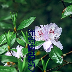 菠蘿蜜視頻入口