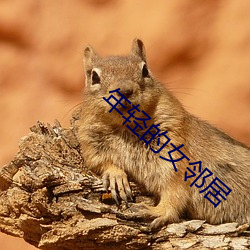 年輕的女鄰居