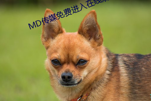 MD传媒免费进入在线观看 （日久月深）