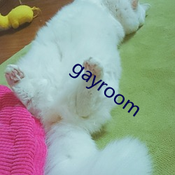 gayroom （航空器）