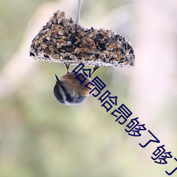 哈昂哈昂够了够了太多了太