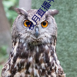 夜(夜)月直播平(平)台下(下)载