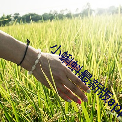 小蝌蚪最(最)新版(版)app免费安装