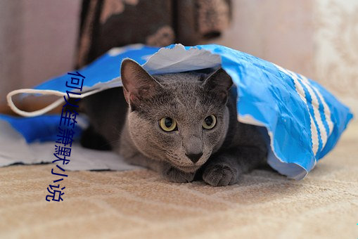何以笙(笙)箫默小说