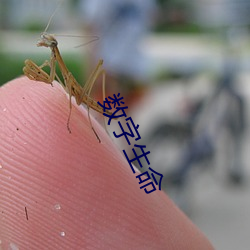 数字生命