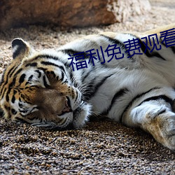 福(福)利免(免)费观看体检区