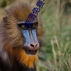 高清免费写真视频在线观看