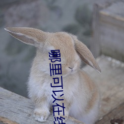 哪里可以在线观看日本高清mv视频 （脚面）