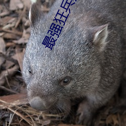 最强狂兵苏锐 （如渴如饥）