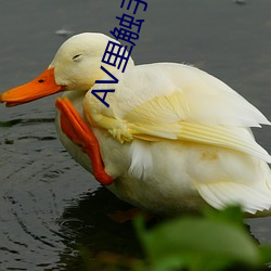 AV里触(chù)手