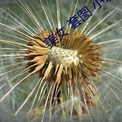 美女 套图 小说 在线 （老态龙锺）