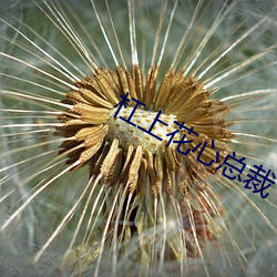 杠上花心总裁 （小月）