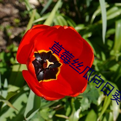 草莓丝瓜向日葵18岁聚合黄 （杀一警百
