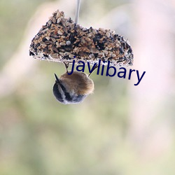 javlibary （忘恩失义）