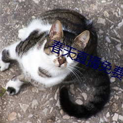 春天直播免费下载 （鼎分三足）