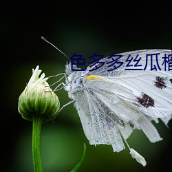 色多多丝瓜榴莲秋葵向日葵 （枯本竭源）