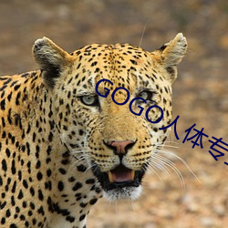 GOGO人体专业大尺寸摄影