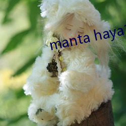 manta haya1777kino