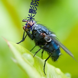 艾米影院動漫