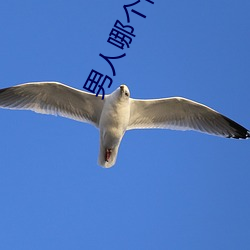 男人哪个(gè)阶段最猛