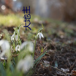 大地主(zhǔ)